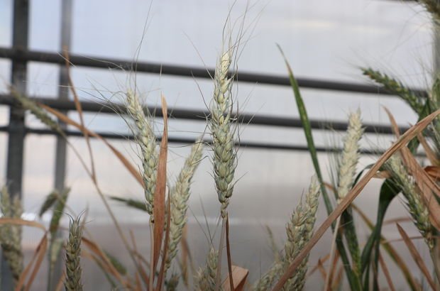 "Yerel buğday kaynaklarımız büyük bir hazine"