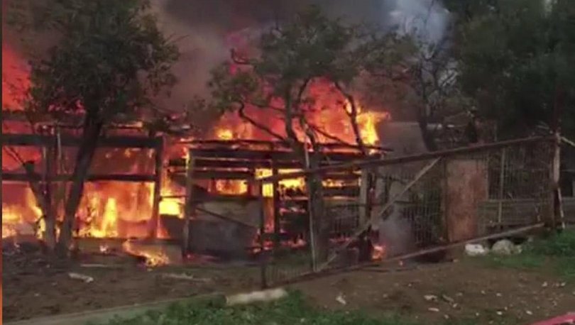 Son dakika yangın haberi: Büyükada'da yangın çıktı! Çok ...