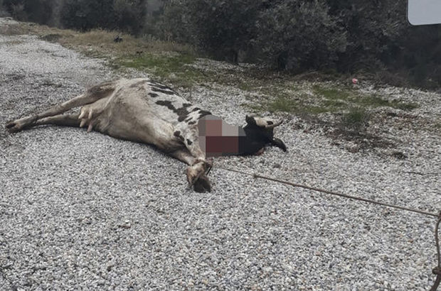 Trafik levhalarına bağlanan inek öldü