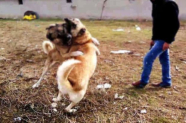 Köpek dövüştürme görüntüsüne gözaltı
