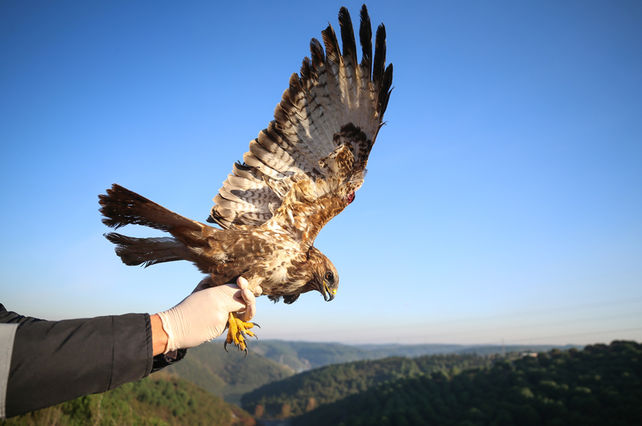 Tedavi edilen şahin yeniden doğaya bırakıldı