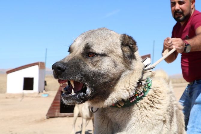 Kangal köpekleri neden yavrularını yiyor? Sırrı çözüldü