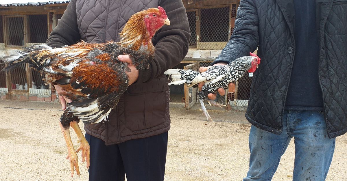 He Bred The Biggest Chicken In The World But Can Not Keep Up With