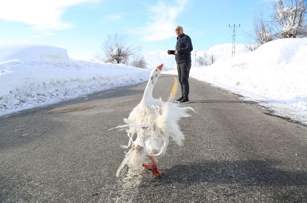 Mahmut Utan, sabah kazla koşuya çıkıyor, akşam tilki ailesini besliyor