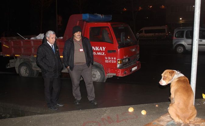 Direğe bağlayıp terk ettiler!