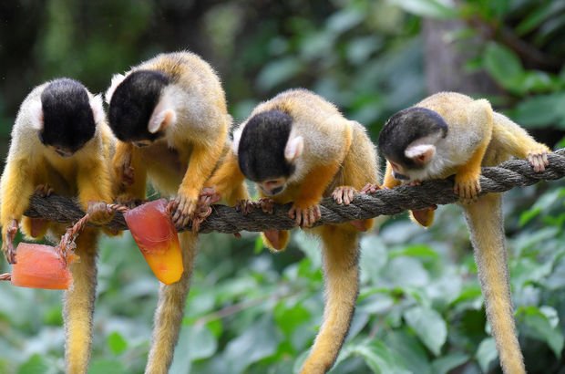 Çin genetiği değiştirilmiş primat klonladı