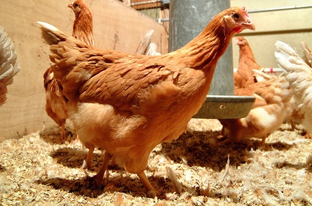 Bilim insanları 'kanser ilaçları yumurtlayan' tavuk yetiştirdi