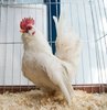 İskoçyalı araştırmacılar, bazı kanser türleri ve eklem iltihaplanmalarıyla mücadelede kullanılabilecek ilaçlar yumurtlayabilen, genetiğiyle oynanmış tavuklar üretti. Söz konusu ilaçların üretimi, ilaç şirketlerinin şu anda yaptıklarına kıyasla 10 ila 100 kat daha ucuz