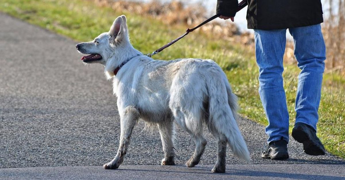 Tahran�da köpek gezdirmek artık yasak! Dünya Haberleri