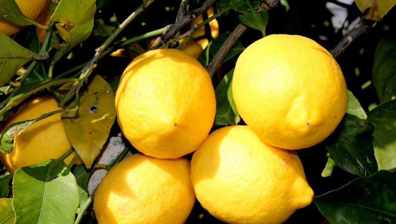 Aşırı yağış limon hasadını geciktirdi