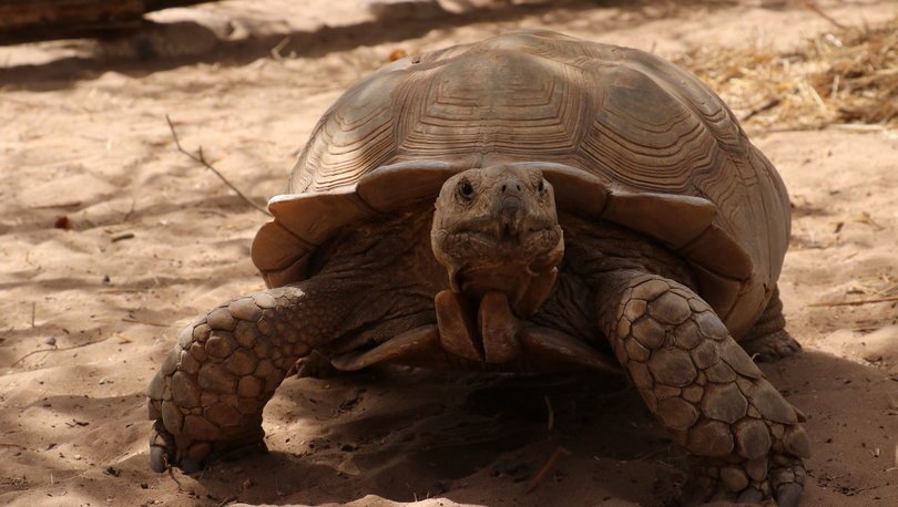 Senegal'de kaplumbağalara ait bir köy: Keur Mbonatt Yi