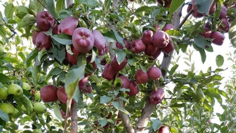 'Isparta elması 1.80 ila 2.10 TL arasında alınacak'