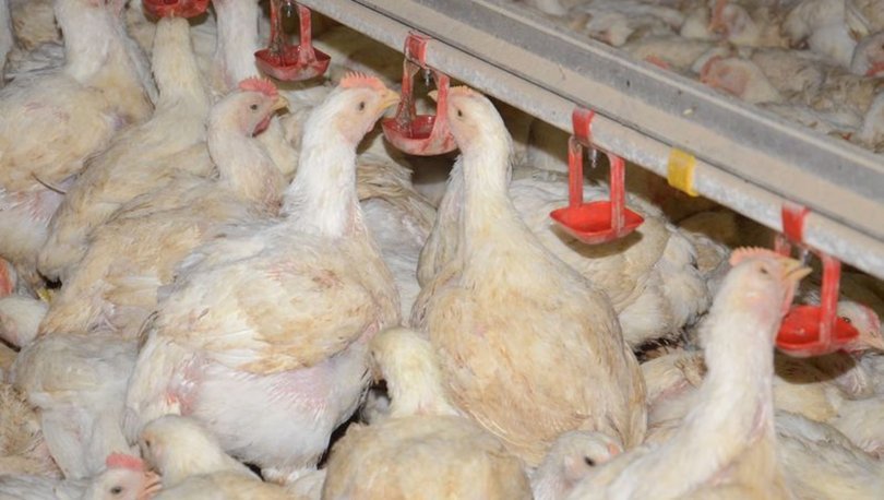 Irak, Hindistan’dan tavuk ithalatını yasakladı
