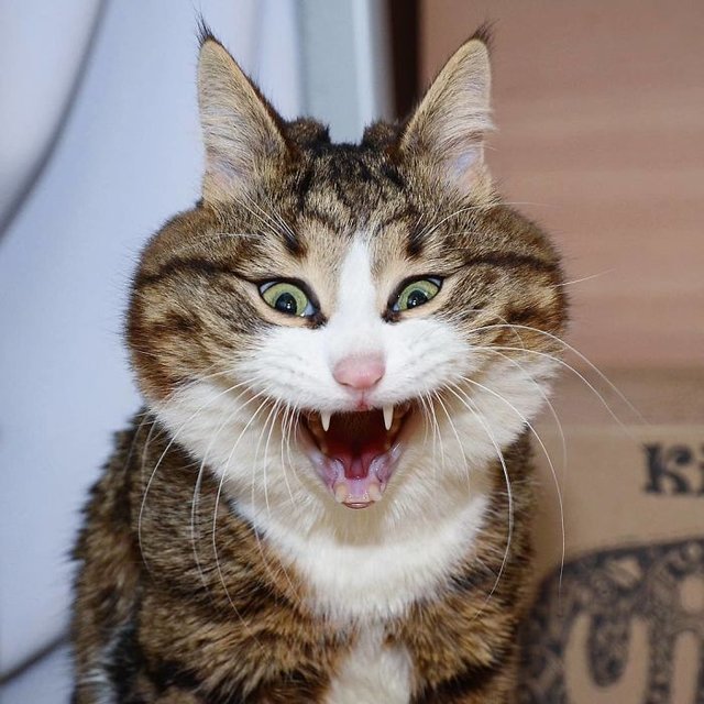 Emojileri taklit edebilen kedi Rexie ününe ün katıyor! Yaşam Güncel