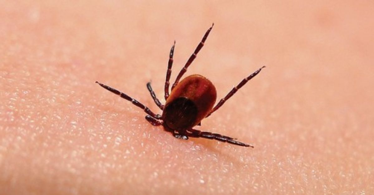 Lyme Nedir 365 Den Fazla Hastaligi Taklit Eden Lyme Hastaliginin Belirtileri Ve Tedavisi Saglik Haberleri