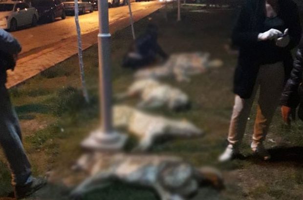 Ankara'daki köpek katliamında gözaltı sayısı 3'e yükseldi!
