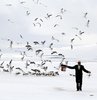 Ardahan