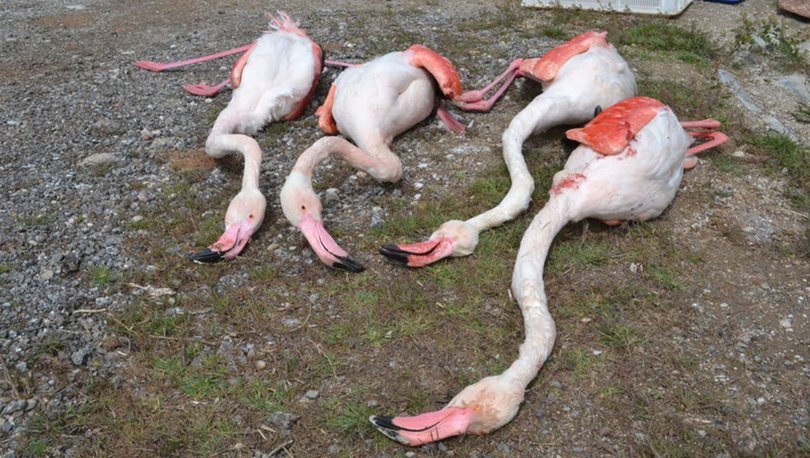Aksaray'da 4 flamingo öldürüldü