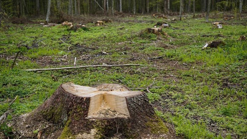 Geçen yıl 12 milyon hektar orman yok oldu