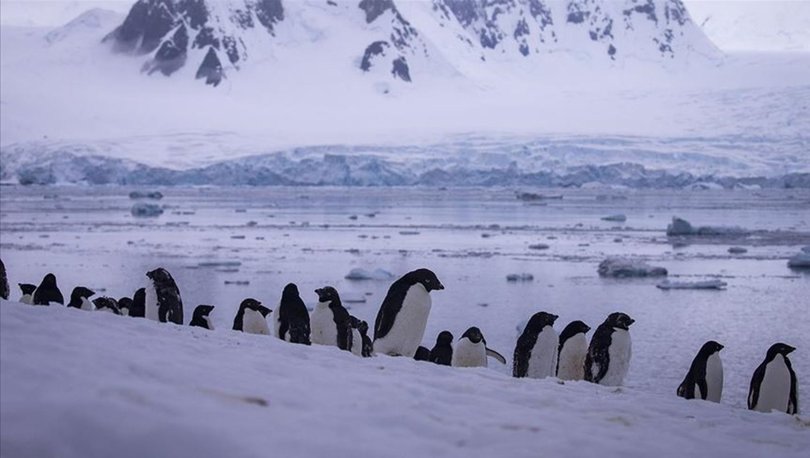 Antarktika'da 2016'da binlerce yavru penguen boğulmuş
