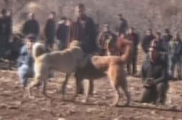 Kırıkkale'de köpek dövüşüne ceza