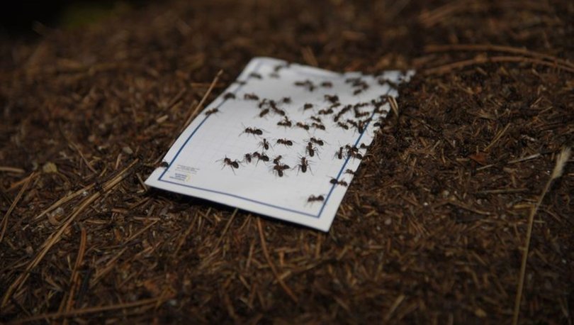 Eskişehir'de kırmızı orman karıncalarına 'zorunlu göç'