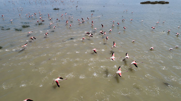 İzmir Kuş Cenneti'nde 20 bin flamingo kuluçkaya yattı