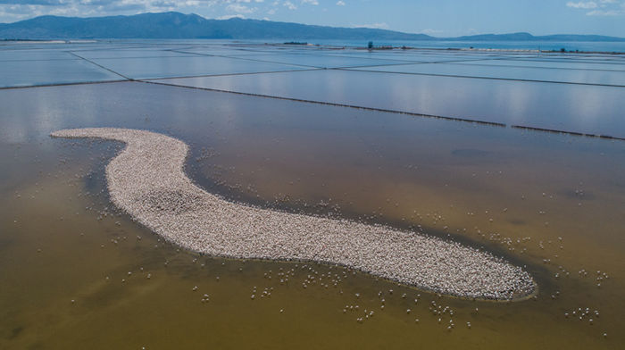 İzmir Kuş Cenneti'nde 20 bin flamingo kuluçkaya yattı