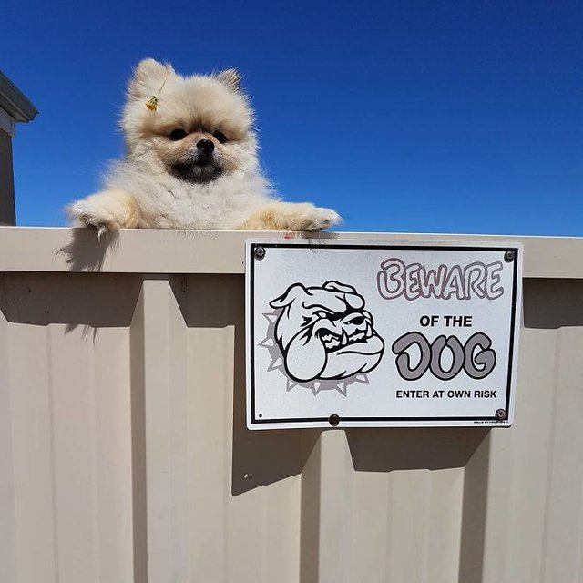 köpek var tabelası