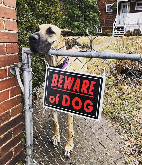 �Dikkat köpek var!� tabelasıyla poz veren köpekler güldürdü Yaşam