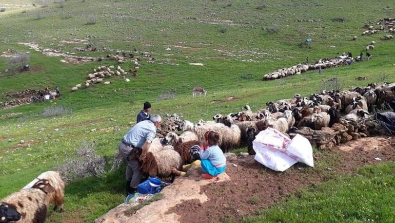 Koyun kuduz çıktı, hayvanların köye giriş çıkışları yasaklandı