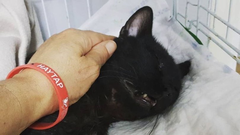 Pitbull’un saldırdığı yaralı kedi öldü