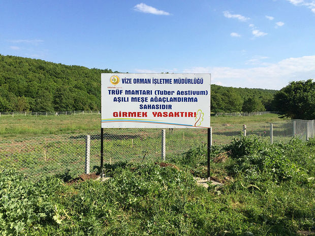 357 hektar alanda trüf bahçesi kuruldu