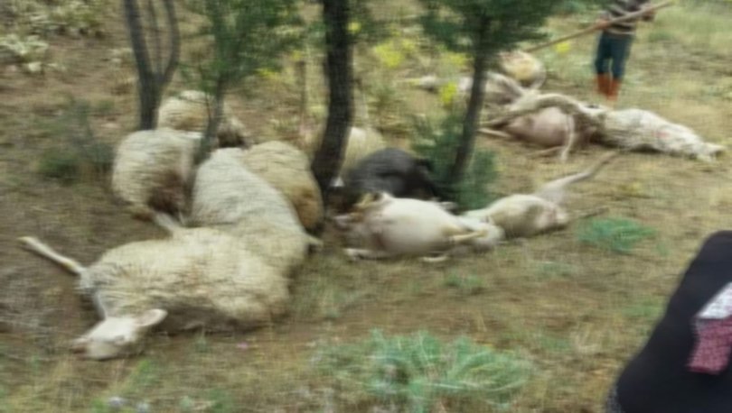 Denizli'de yıldırımın isabet ettiği 15 koyun öldü