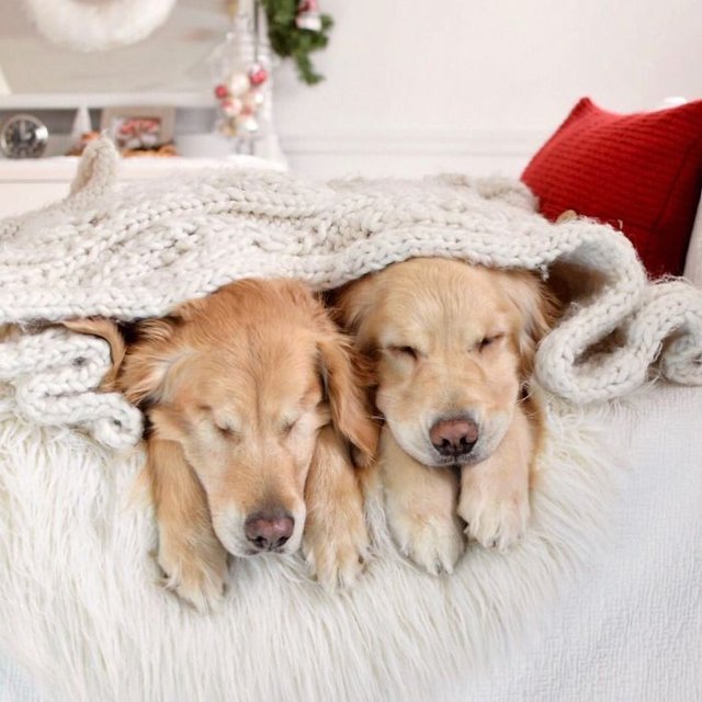 Golden Retriever Cinsindeki Kopeklerin Dostlugu Yurekleri Isitti Yasam Guncel Haberler