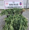 İnegöl ilçesinde jandarma tarafından düzenlenen operasyonda 660 kök Hint keneviri ele geçirildi