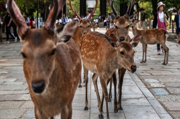 Japonya’nın kutsal sayılan koruma altındaki Nara geyikleri kilolarca plastik poşet yedikleri için öldü