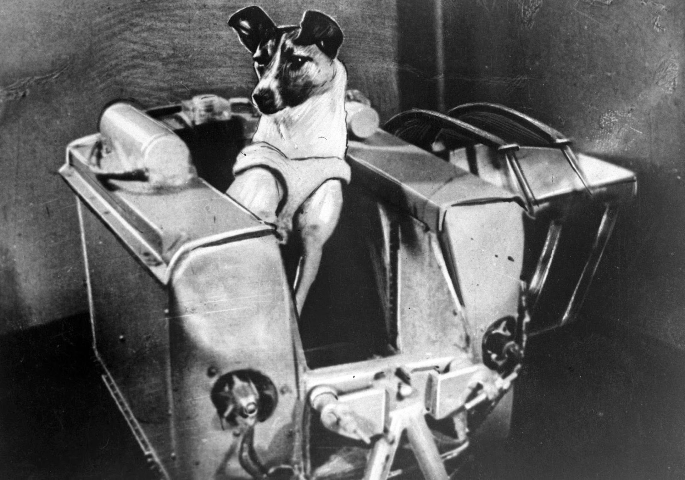 Laika, uzaya gönderilmeden önce bir dizi test ve eğitimden geçirildi. 