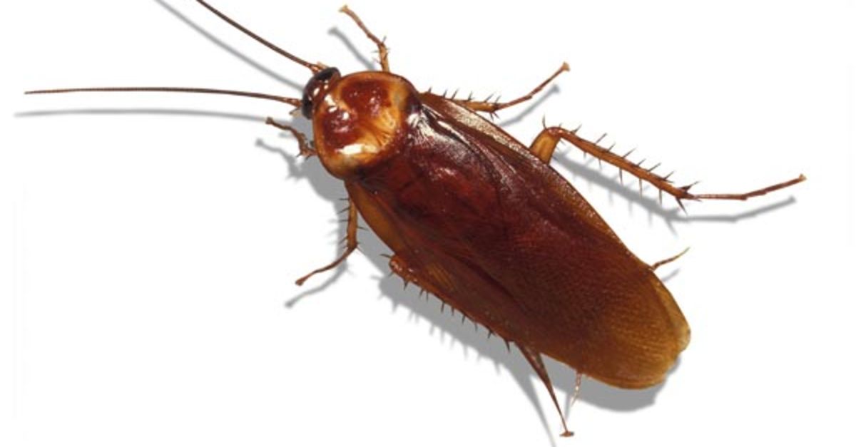 Kakalak böceği nedir? Kakalak böceği nasıl yok edilir? Gündem Haberleri