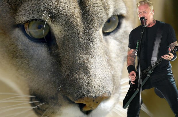 Pumayı, Metallica şarkısıyla kaçırdı!