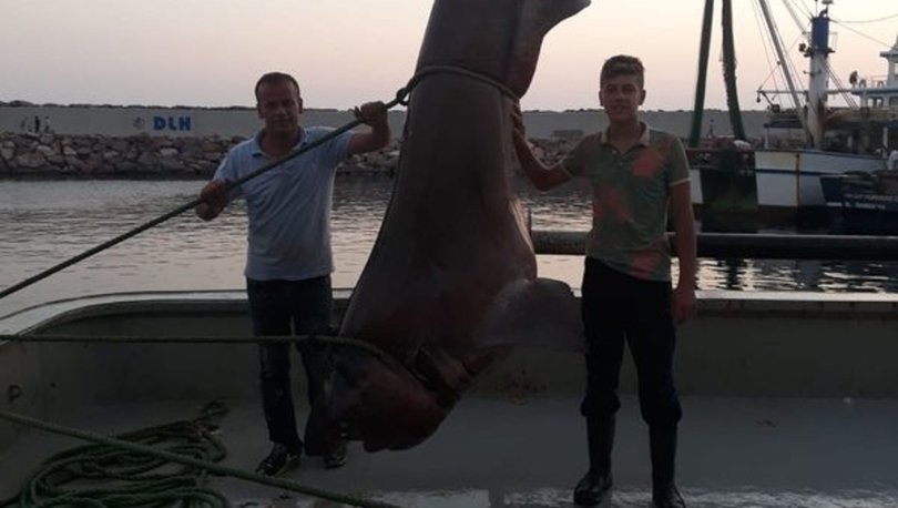 Son dakika... Görenler hayrete düştü! Balıkçı ağına 1 tonluk köpek balığı takıldı! - Haberler