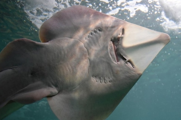 Köpekbalığı ve vatoz türleri uluslararası koruma kapsamına alınıyor