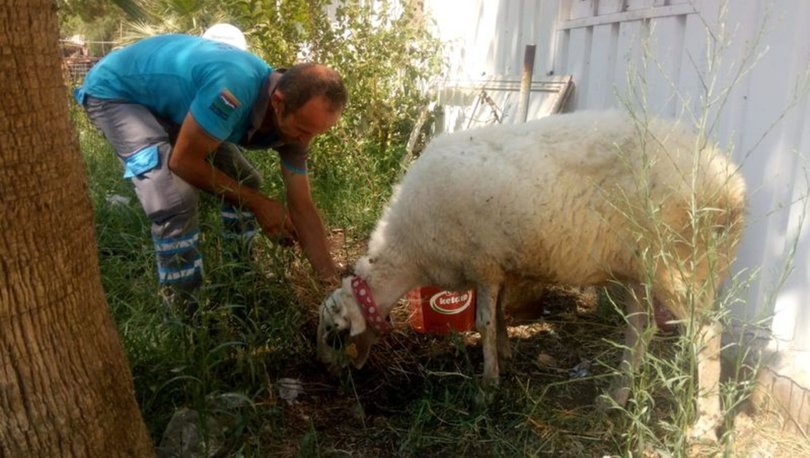 Marmaris'te temizlik işçileri çöp toplarken koyun buldu