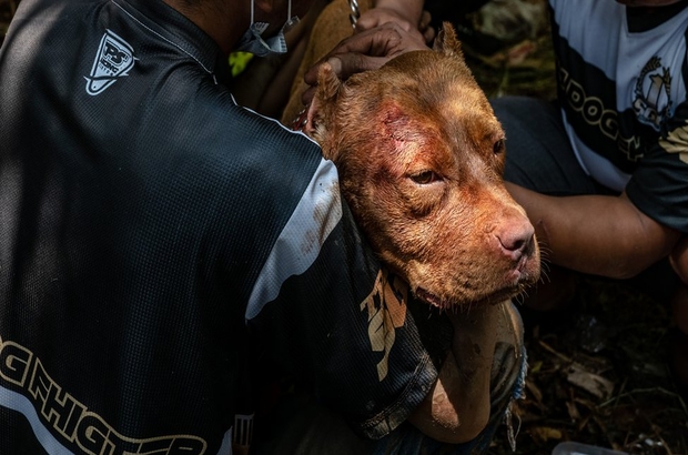 Hollanda'da köpek dövüştürenlere ilk kez hapis cezası verildi
