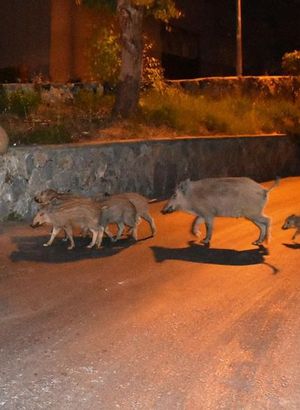 Megakentte domuz avı!