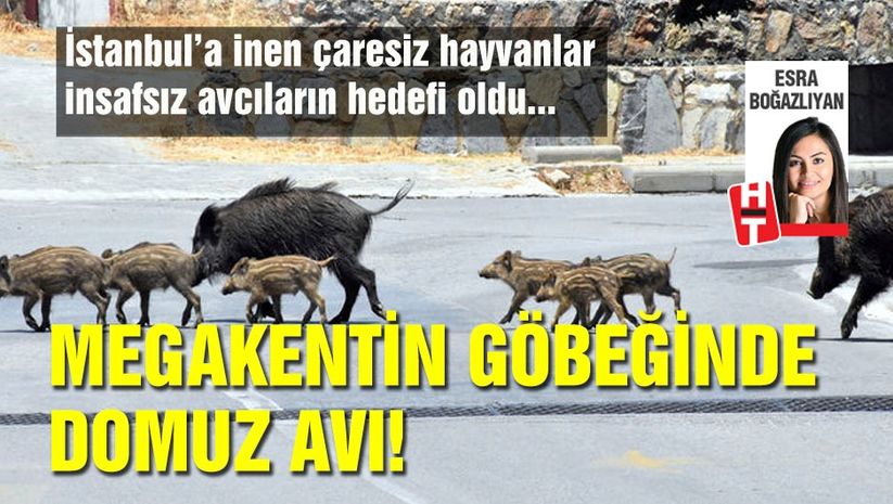 Megakentte domuz avı!