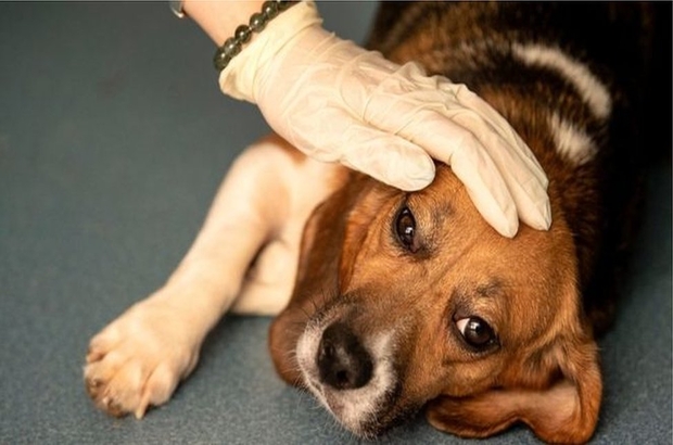 Norveç'te gizemli hastalık: 25 köpek öldü