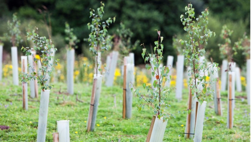Küresel iklim krizine karşı İtalya'da 'Her İtalyan için bir ağaç' kampanyası: 60 milyon ağaç dikilecek