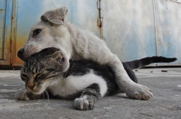 Kedi Ile Kopek Yavrusunun Kalpleri Isitan Dostlugu