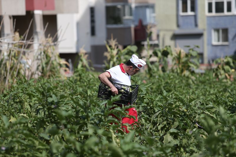 Dalindan Koparip Servis Ediyor